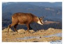 chamois-fruitières2