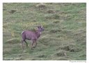 Cerf mulet