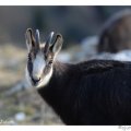 portrait chamois