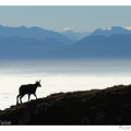 Chamois Mer de brouillard